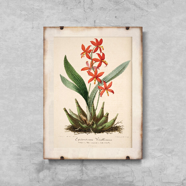 Wall art Flower Print Epidendrum Vitellinum