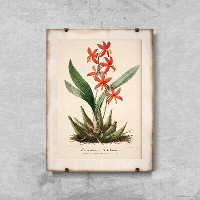 Wall art Flower Print Epidendrum Vitellinum