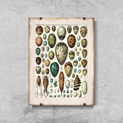 Canvas poster Adolphe Millot Ornithology Egg