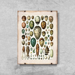 Canvas poster Adolphe Millot Ornithology Egg