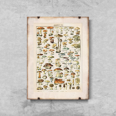 Poster Mushroom Science Illustration 1909 Adolphe Millot