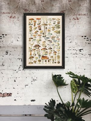 Poster Mushroom Science Illustration 1909 Adolphe Millot