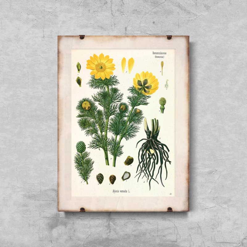 Vintage poster Botanical Print Adonis Vernalis Köhler