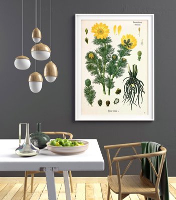 Vintage poster Botanical Print Adonis Vernalis Köhler