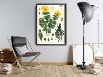 Vintage poster Botanical Print Adonis Vernalis Köhler