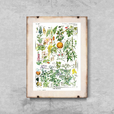 Vintage poster art Botanical Print Dangerous Plants Science 1912