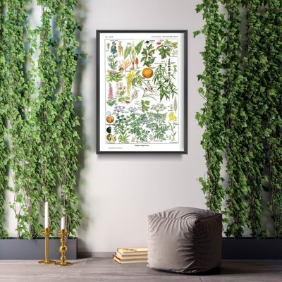 Vintage poster art Botanical Print Dangerous Plants Science 1912