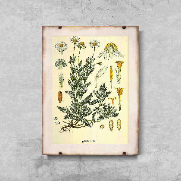 Wall art Botanical Print Chamaemelum Nobile