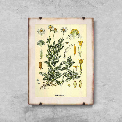 Wall art Botanical Print Chamaemelum Nobile
