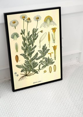 Wall art Botanical Print Chamaemelum Nobile