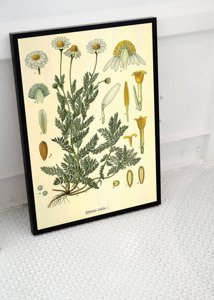 Wall art Botanical Print Chamaemelum Nobile