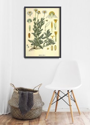 Wall art Botanical Print Chamaemelum Nobile