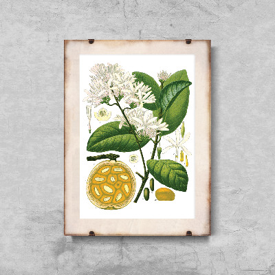 Poster Botanical Print Landolphia
