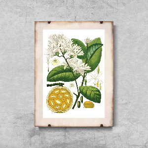 Poster Botanical Print Landolphia