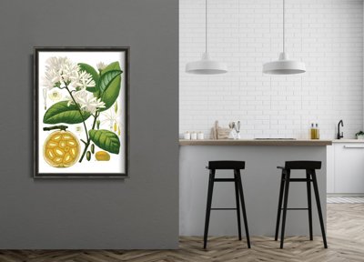 Poster Botanical Print Landolphia