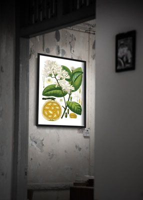 Poster Botanical Print Landolphia