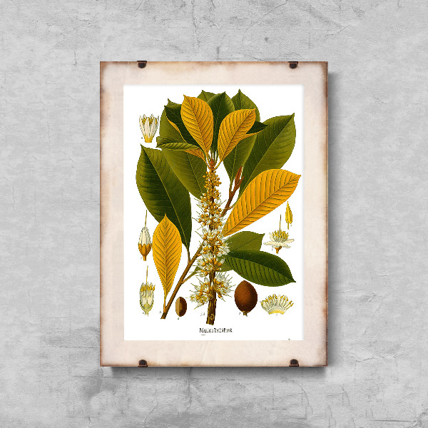 Vintage poster Botanical Print Sapotaceae