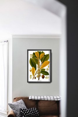 Vintage poster Botanical Print Sapotaceae