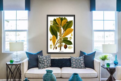 Vintage poster Botanical Print Sapotaceae