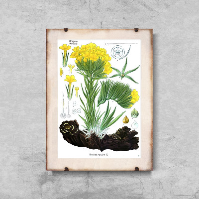 Poster Botanical Print Anchusa