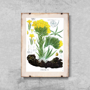 Poster Botanical Print Anchusa