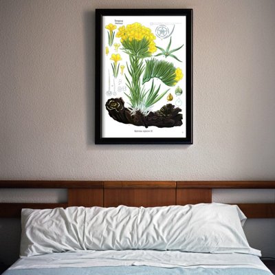 Poster Botanical Print Anchusa