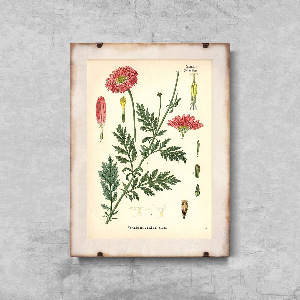 Vintage poster Botanical Print Aster