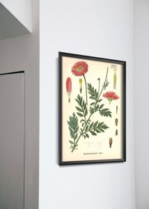 Vintage poster Botanical Print Aster
