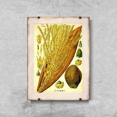 Wall art Botanical Print Palmae Cocoineae