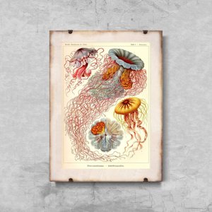 Wall art Antique Jellyfish Print Haeckel Ernst