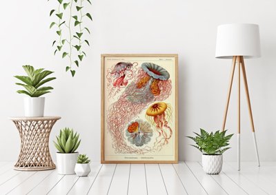 Wall art Antique Jellyfish Print Haeckel Ernst