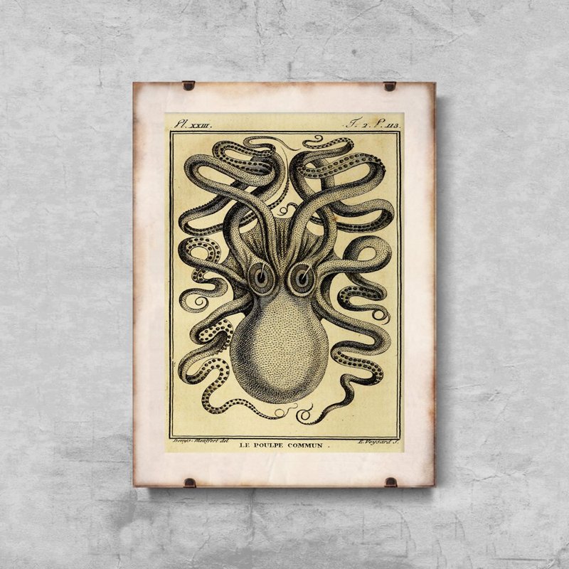 Canvas poster Vintage Octopus Print Haeckel Ernst