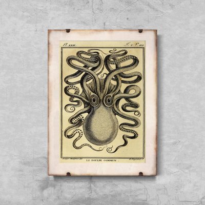 Canvas poster Vintage Octopus Print Haeckel Ernst