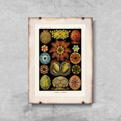Poster Sea Animal Ascidiae Haeckel Ernst
