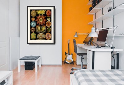 Poster Sea Animal Ascidiae Haeckel Ernst