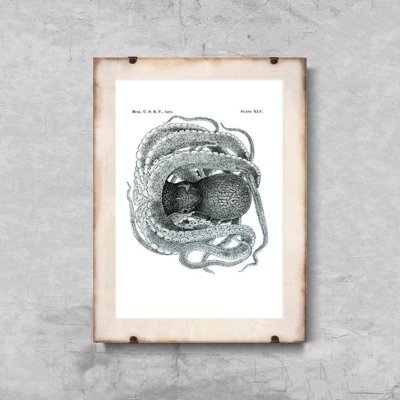 Poster Octopus Plate