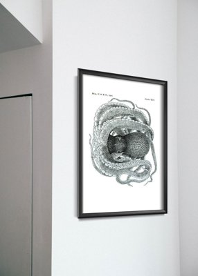 Poster Octopus Plate