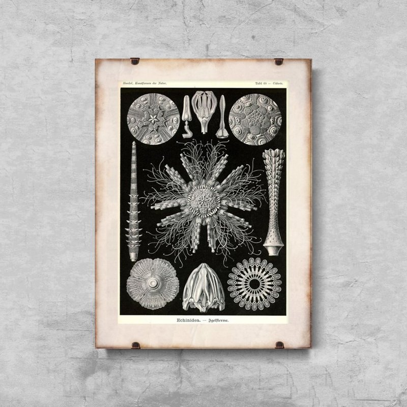 Vintage poster Sea Urchin Echinidea Ernst Heackel