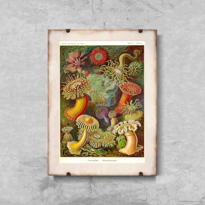 Vintage poster art Animal Actiniae Haeckel Ernst
