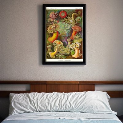 Vintage poster art Animal Actiniae Haeckel Ernst