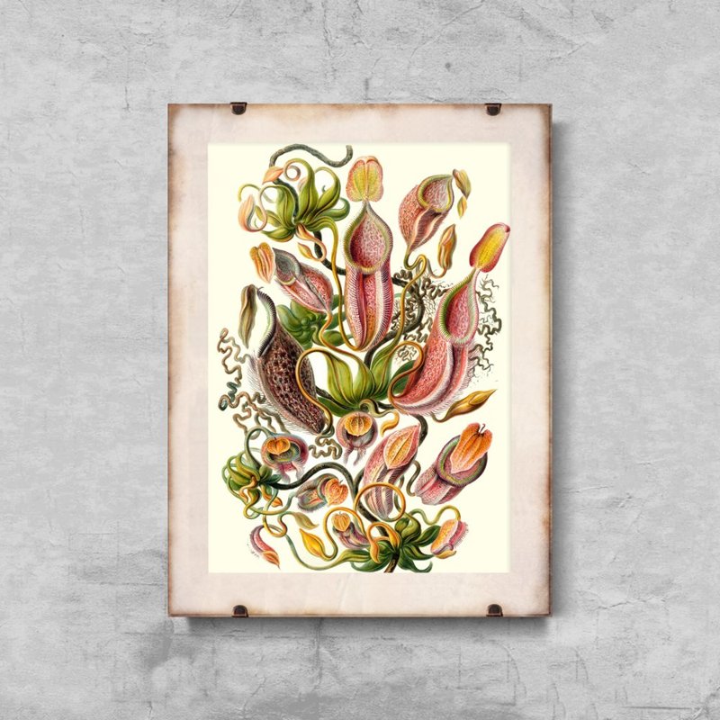 Wall art Flower Pitcher Carnivorous Plant Ernst Haeckel