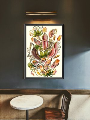 Wall art Flower Pitcher Carnivorous Plant Ernst Haeckel