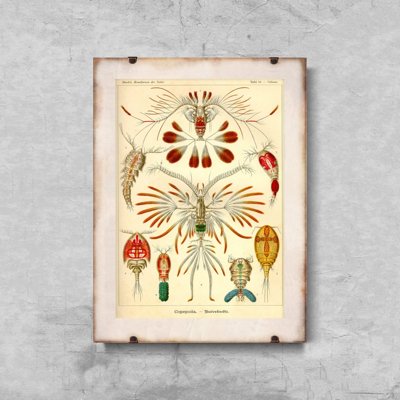 Canvas poster Marine Copeoda Ernst Haeckel