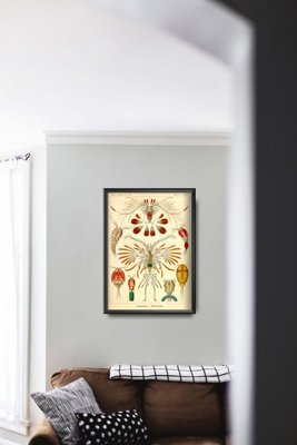 Canvas poster Marine Copeoda Ernst Haeckel