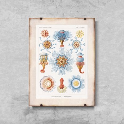 Poster Sea Animal Siphonophorae Ernst Haeckel
