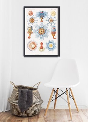 Poster Sea Animal Siphonophorae Ernst Haeckel