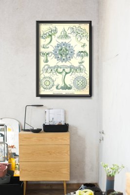 Vintage poster Jellyfish Marine Discomedusae Ernst Haeckel