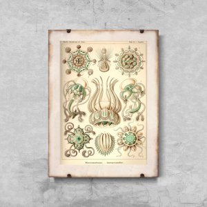 Poster Vintage Jellyfish Marine Narcomedusae Ernst Haeckel