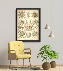 Poster Vintage Jellyfish Marine Narcomedusae Ernst Haeckel