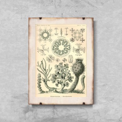 Vintage poster Vintage Nautical Sea Xexactinellae Ernst Haeckel